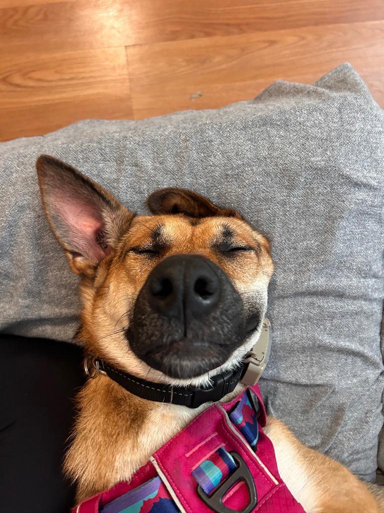 Enlarge Sury, a Adoptable mixed breed in Erin, ON image 6/6
