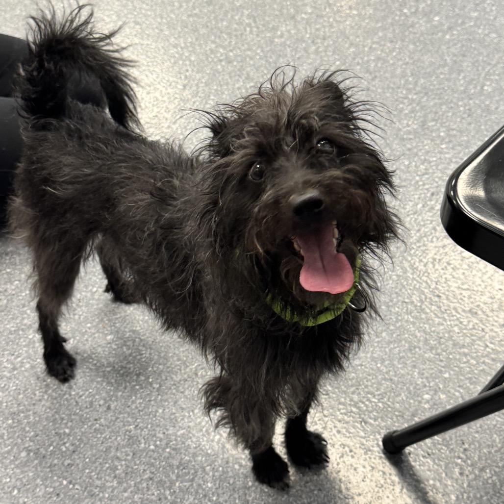 Enlarge Boone, a Adoptable Mixed Breed in Naperville, IL image 1/4