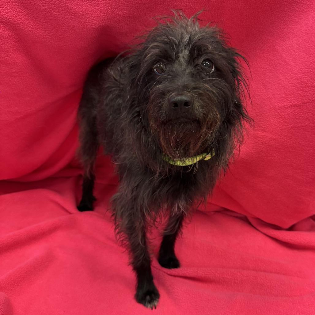 Enlarge Boone, a Adoptable Mixed Breed in Naperville, IL image 2/4