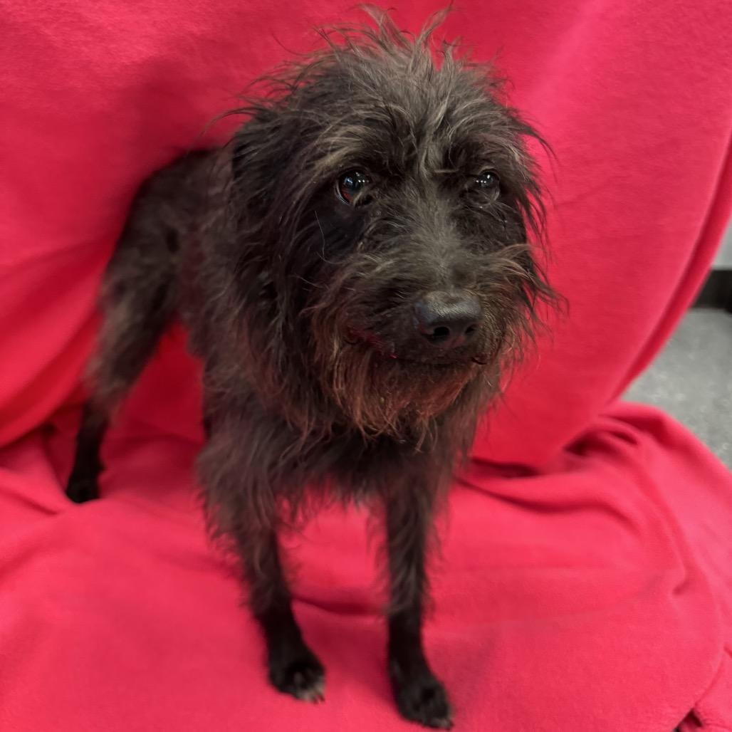 Enlarge Boone, a Adoptable Mixed Breed in Naperville, IL image 3/4