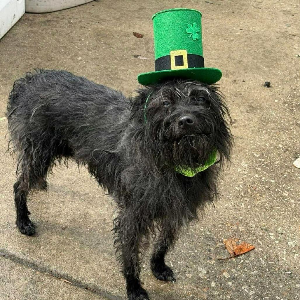 Enlarge Boone, a Adoptable Mixed Breed in Naperville, IL image 4/4