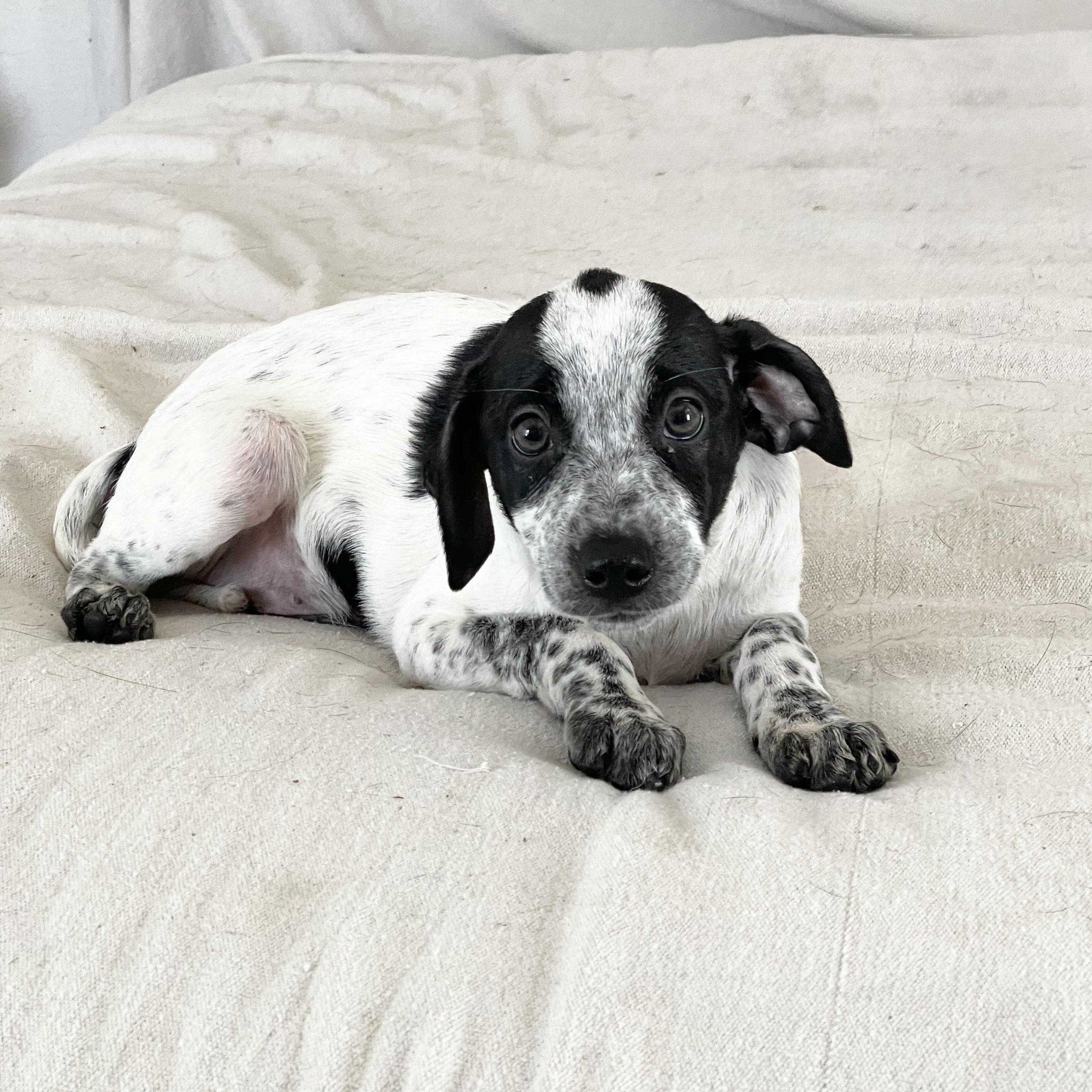 Enlarge Wonderful Rixey, a ADOPTABLE mixed breed in West Hartford , CT image 4/4