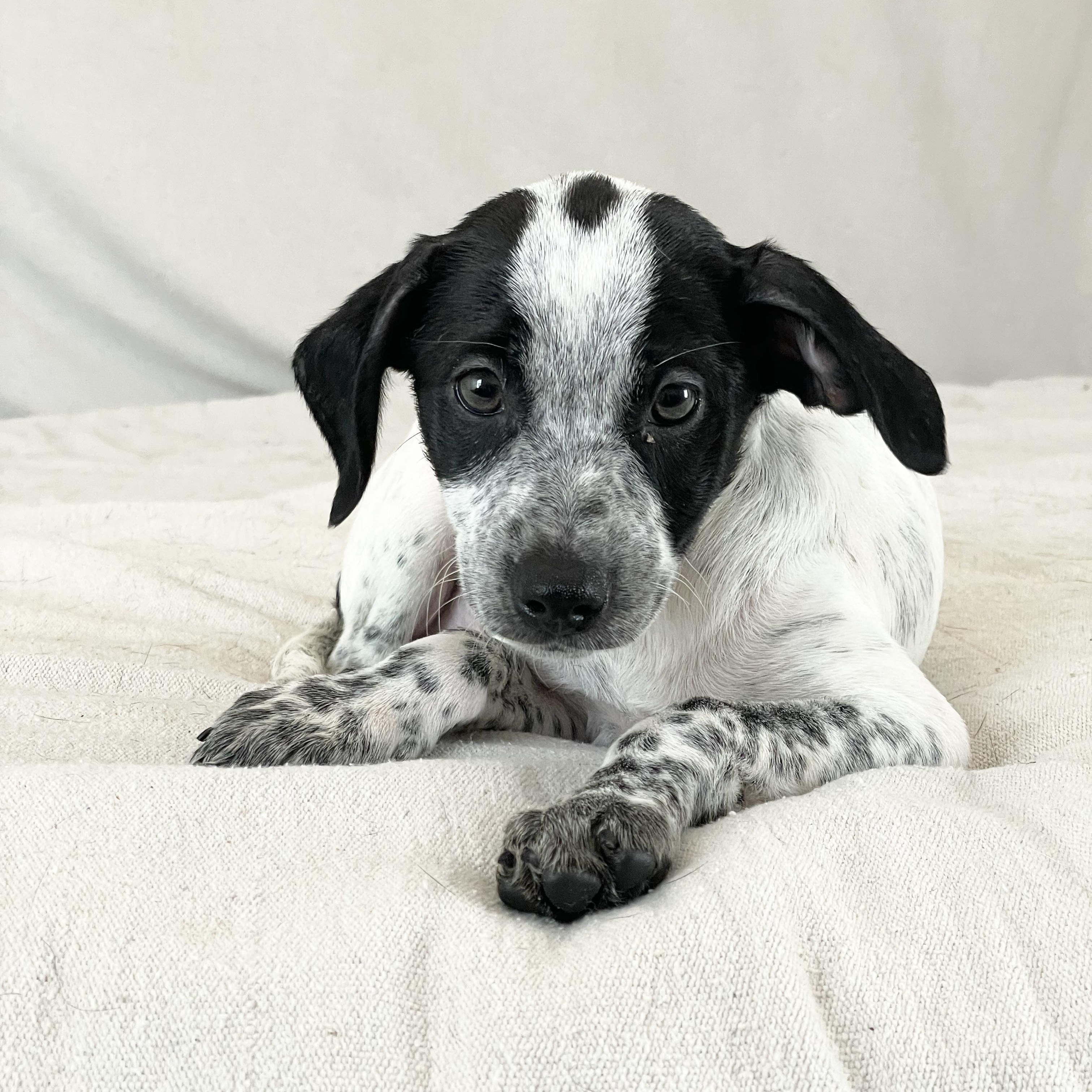 Enlarge Wonderful Rixey, a ADOPTABLE mixed breed in West Hartford , CT image 1/4