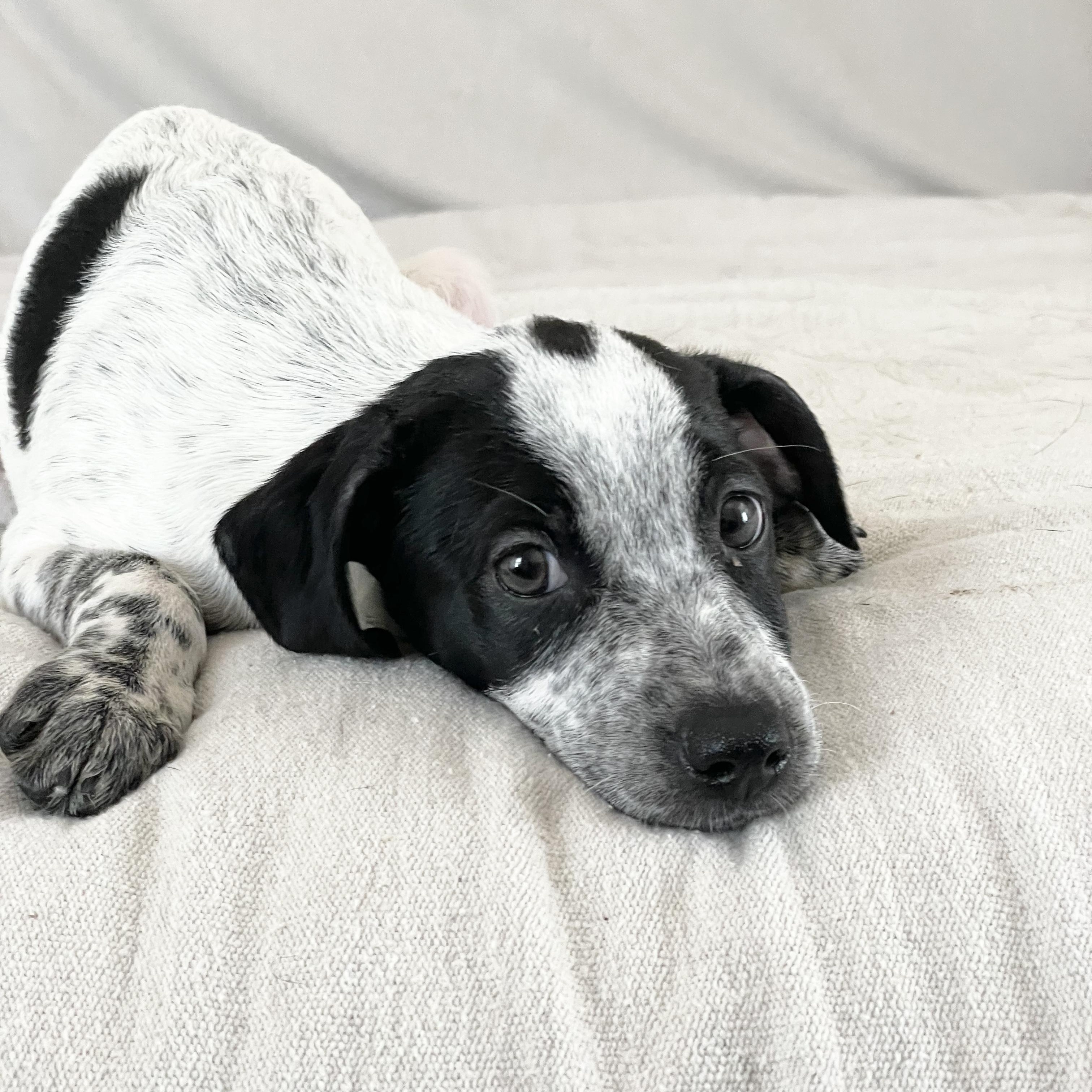Enlarge Wonderful Rixey, a ADOPTABLE mixed breed in West Hartford , CT image 3/4