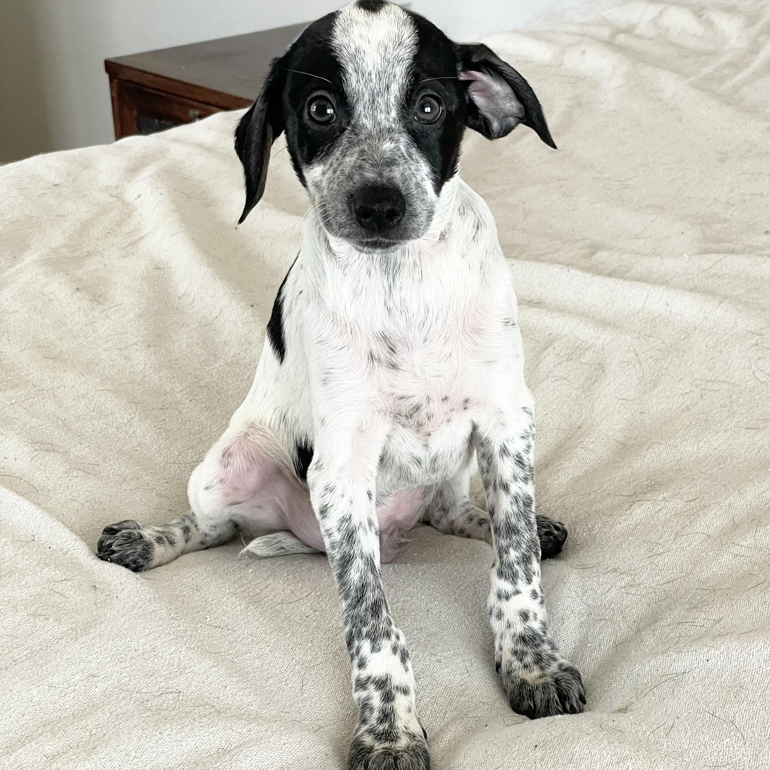 Enlarge Wonderful Rixey, a ADOPTABLE mixed breed in West Hartford , CT image 2/4