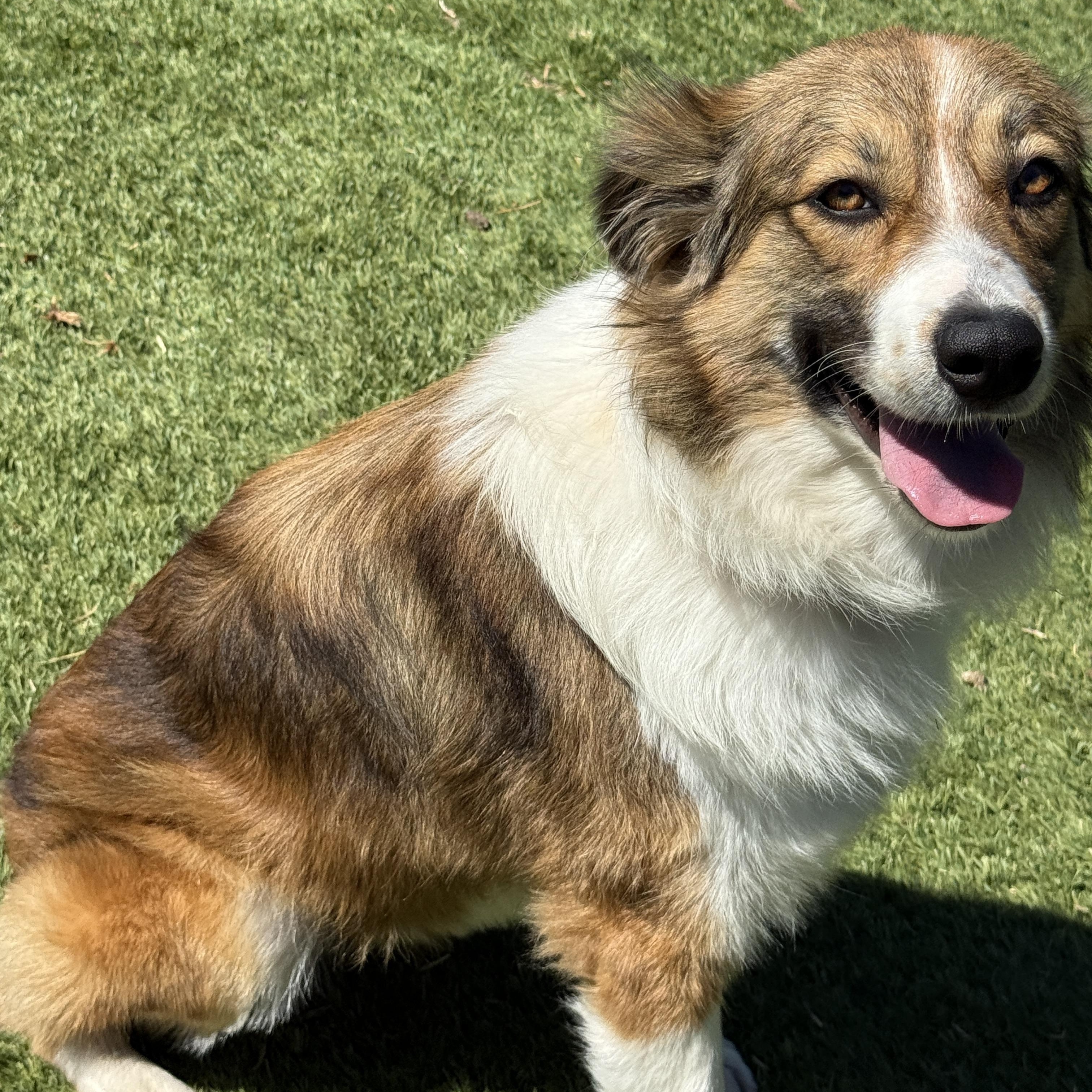 Leigh, a ADOPTABLE mixed breed in Rough And Ready, CA image 4/6