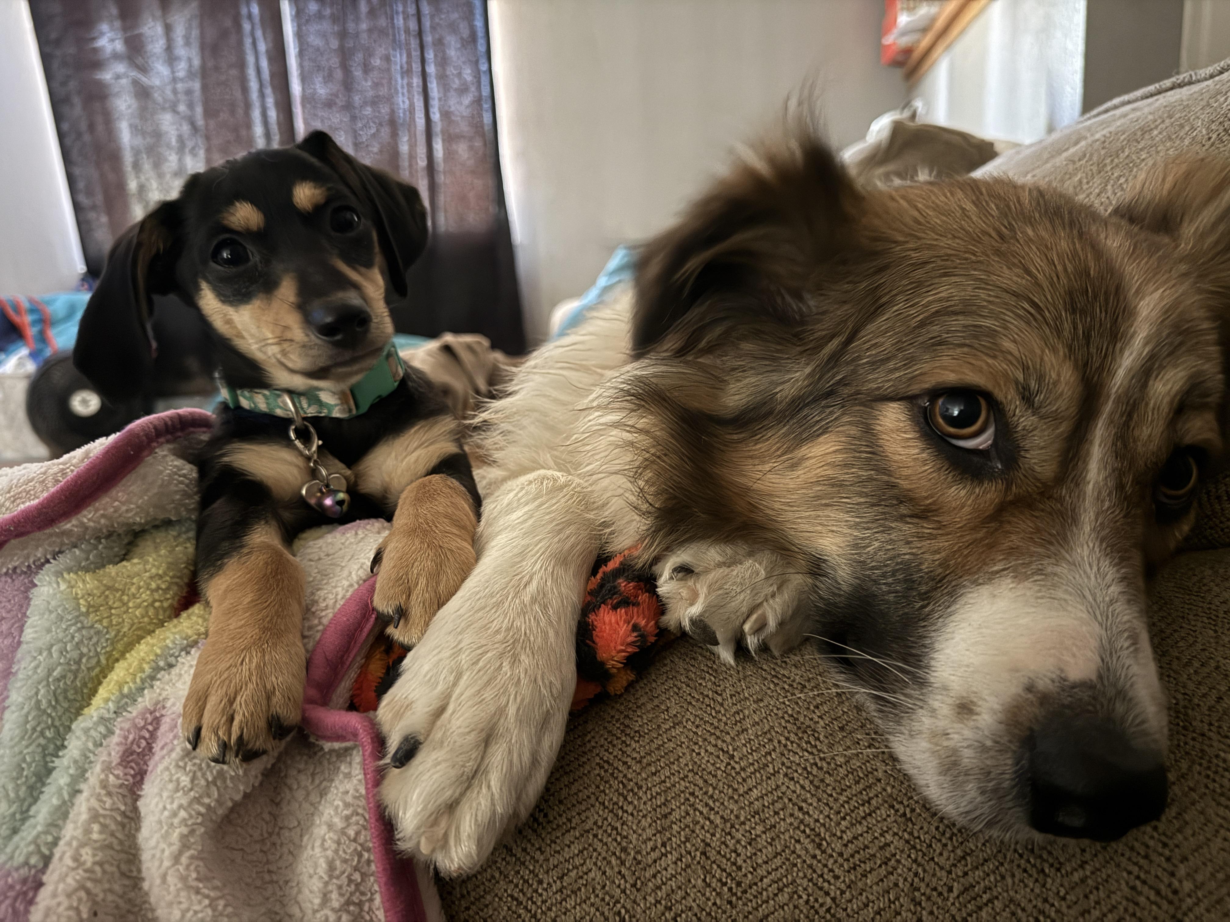 Leigh, a ADOPTABLE mixed breed in Rough And Ready, CA image 6/6