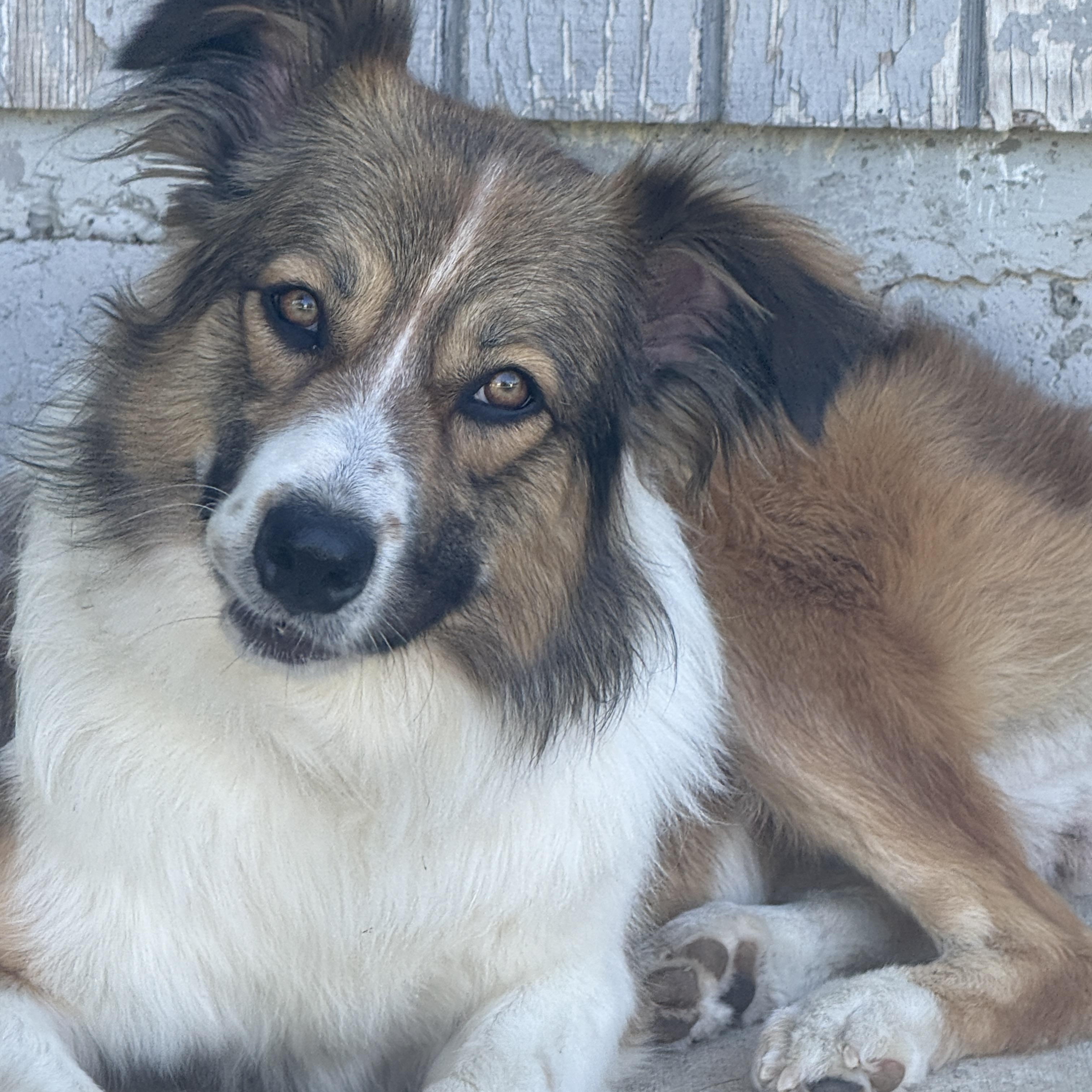 Leigh, a ADOPTABLE mixed breed in Rough And Ready, CA image 1/6