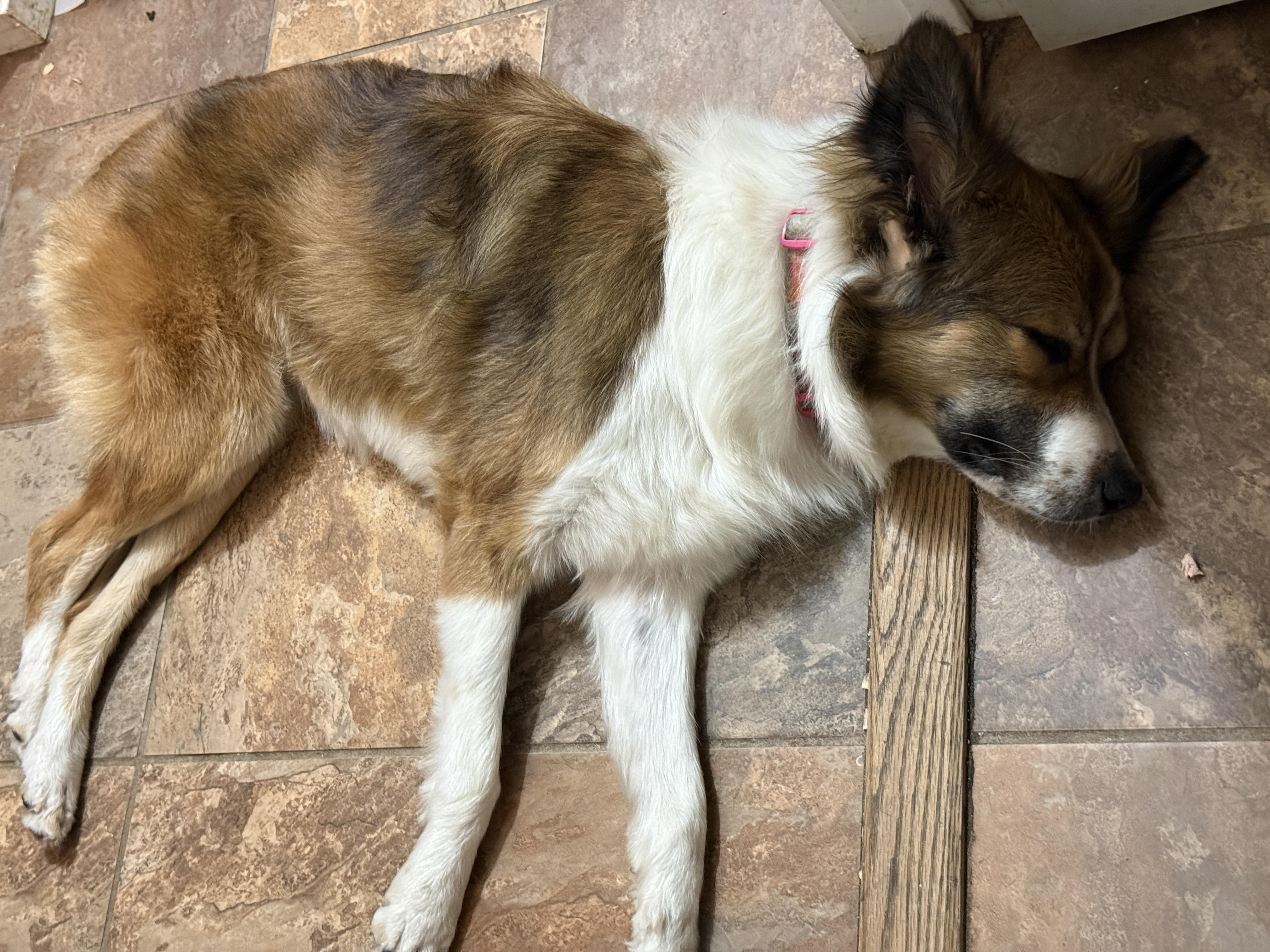 Leigh, a ADOPTABLE mixed breed in Rough And Ready, CA image 2/6