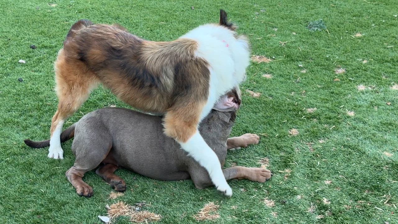 Enlarge Leigh, a ADOPTABLE mixed breed in Rough And Ready, CA video 5/6