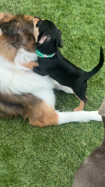 Enlarge Leigh, a ADOPTABLE mixed breed in Rough And Ready, CA video 3/6