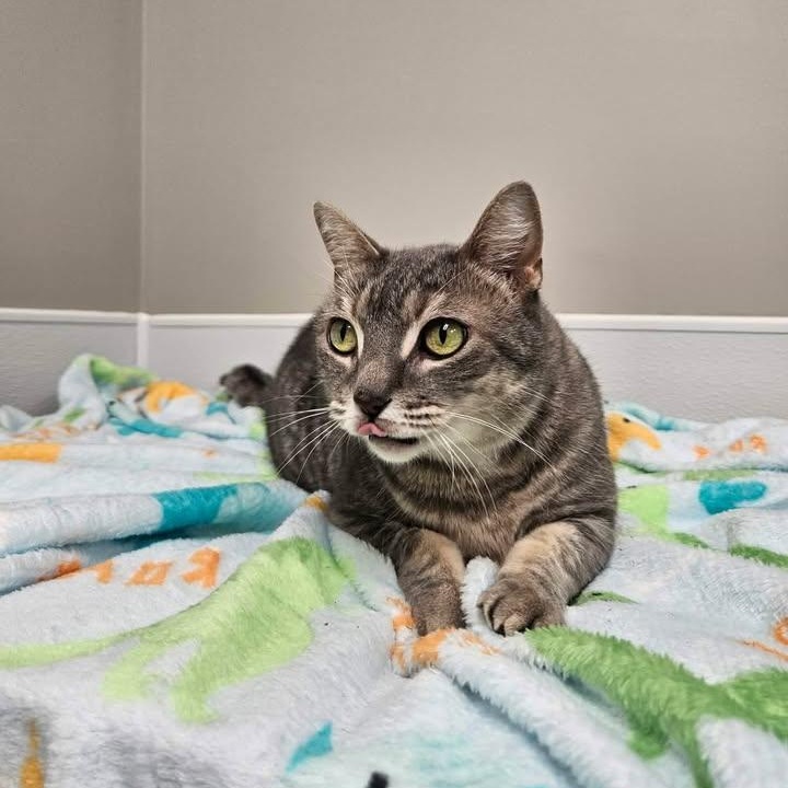 Enlarge Cranberry, a ADOPTABLE mixed breed in Shepherdsville, KY image 4/6