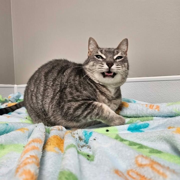 Enlarge Cranberry, a ADOPTABLE mixed breed in Shepherdsville, KY image 6/6