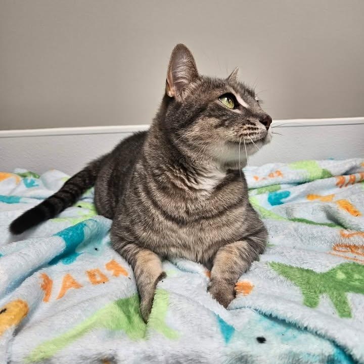 Enlarge Cranberry, a ADOPTABLE mixed breed in Shepherdsville, KY image 2/6