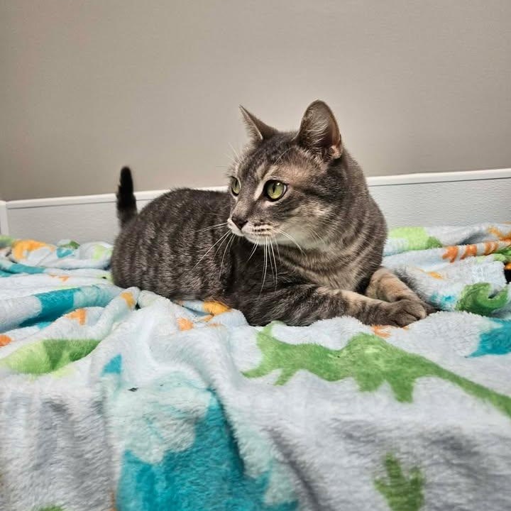 Enlarge Cranberry, a ADOPTABLE mixed breed in Shepherdsville, KY image 3/6