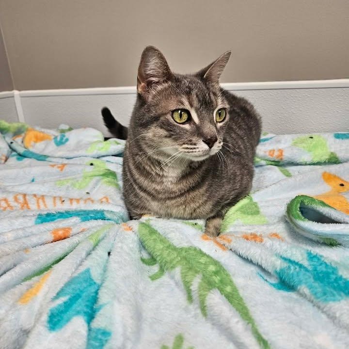 Enlarge Cranberry, a ADOPTABLE mixed breed in Shepherdsville, KY image 5/6