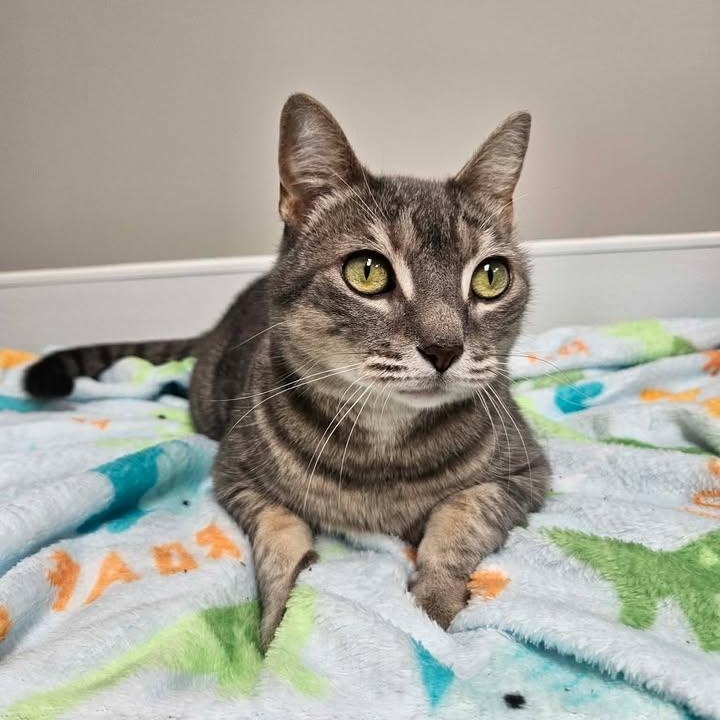 Enlarge Cranberry, a ADOPTABLE mixed breed in Shepherdsville, KY image 1/6