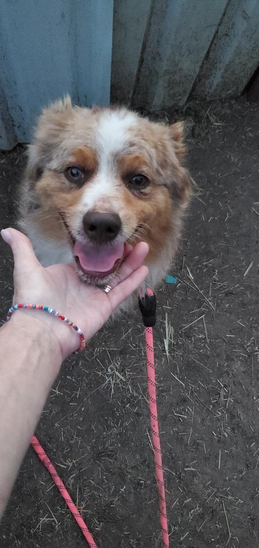 Enlarge Clark, a Adoptable Australian Shepherd in Belleville, NJ image 2/2