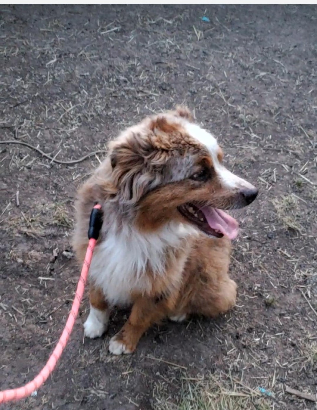 Enlarge Clark, a Adoptable Australian Shepherd in Belleville, NJ image 1/2