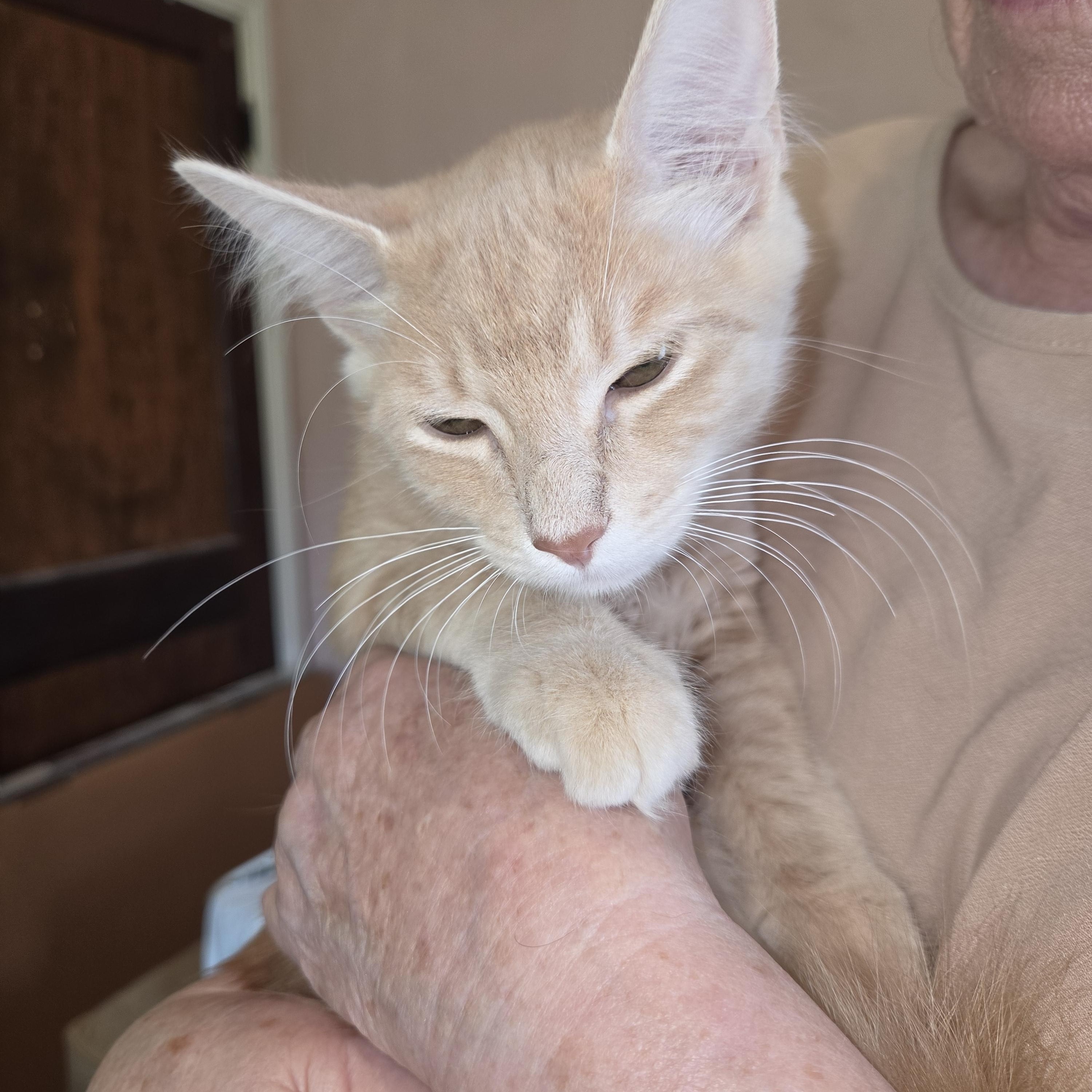Enlarge Beam, a Adoptable Domestic Medium Hair in Fort Oglethorpe, GA image 3/3