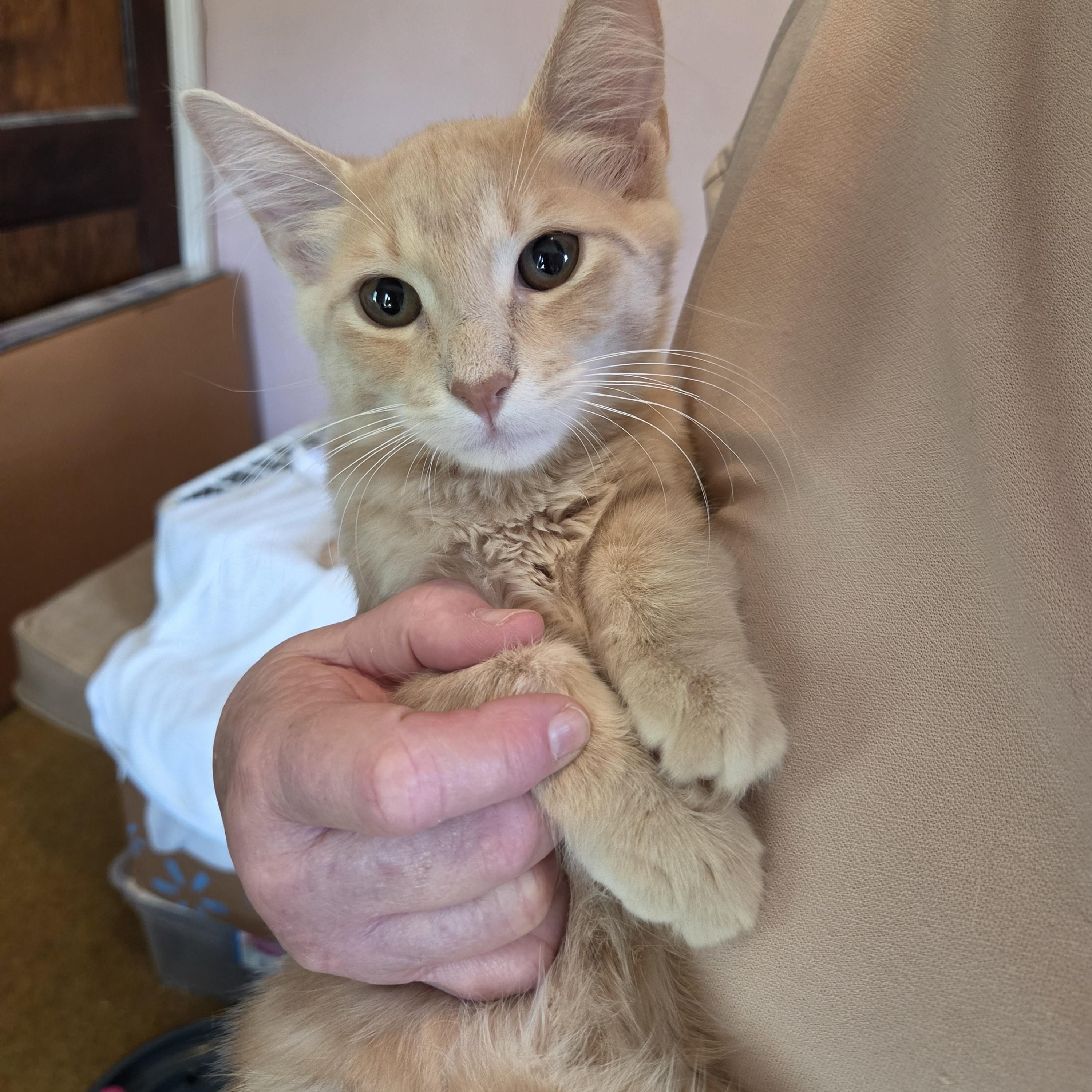 Enlarge Beam, a Adoptable Domestic Medium Hair in Fort Oglethorpe, GA image 1/3