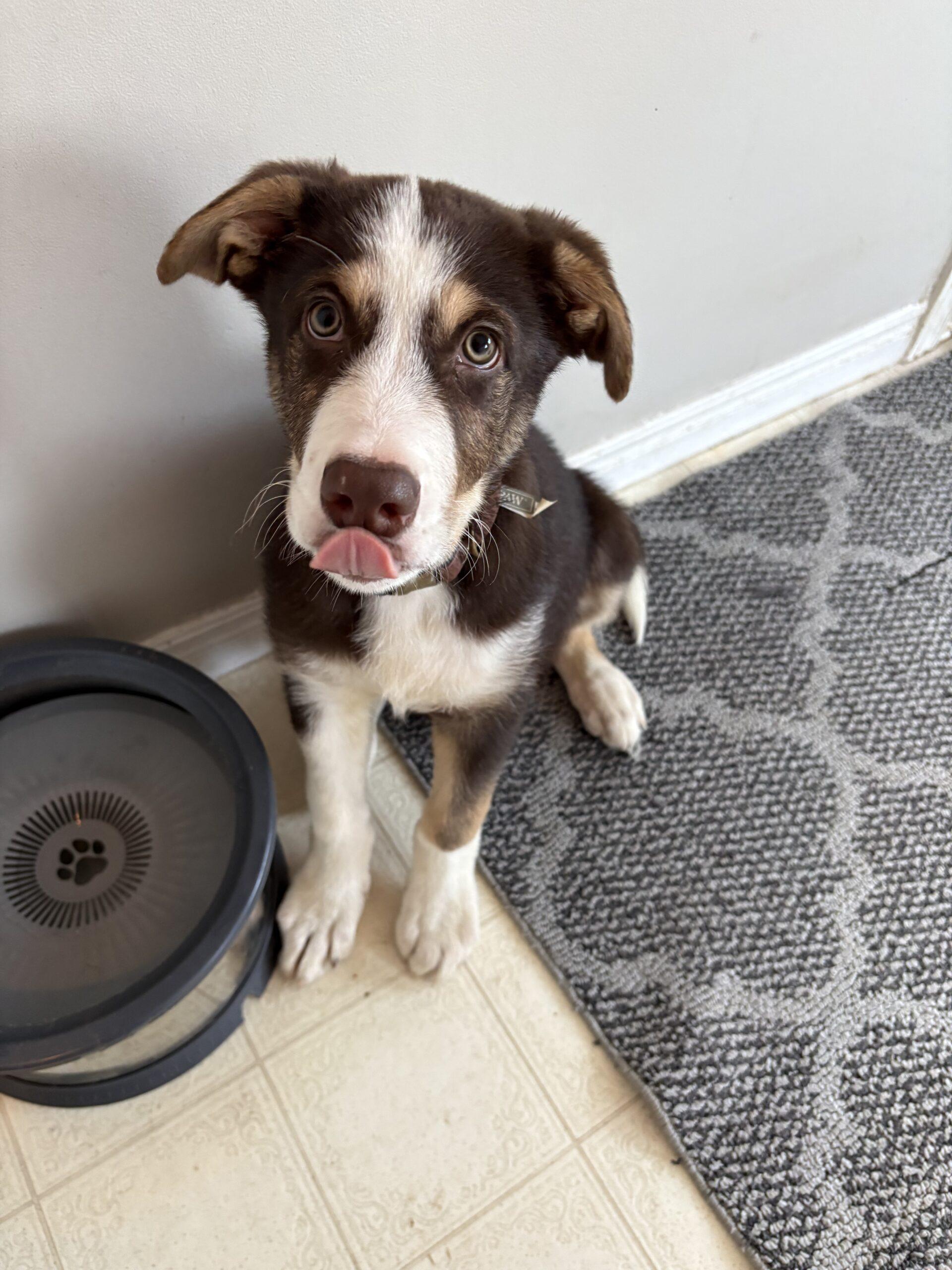 Miller, ADOPTABLE, Young Male English Shepherd.