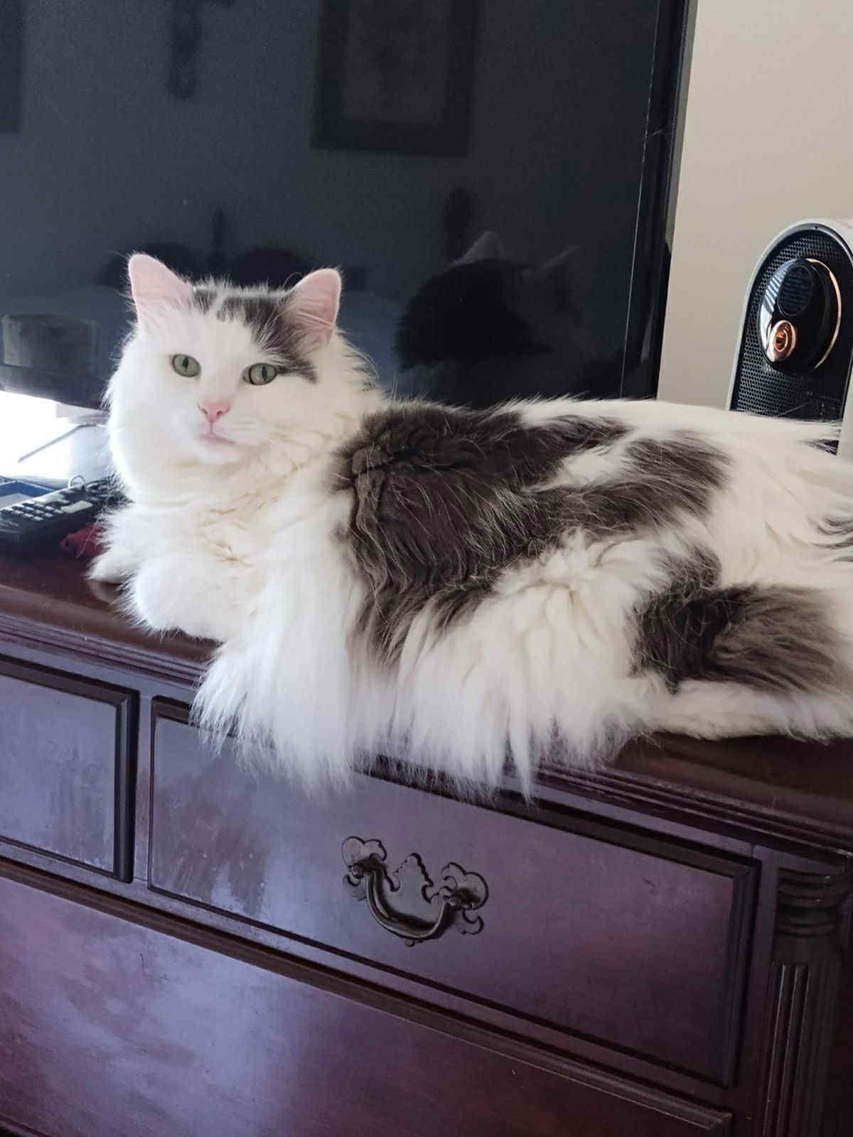 Enlarge Charlie, a Adoptable Domestic Long Hair in Morehead, KY image 1/1