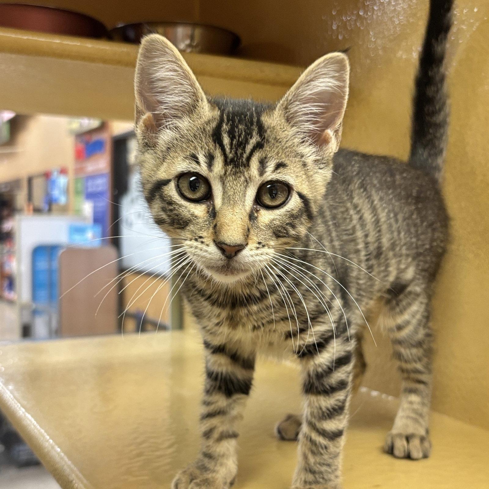 Jasmine, Adoptable, Kitten Female Domestic Short Hair.