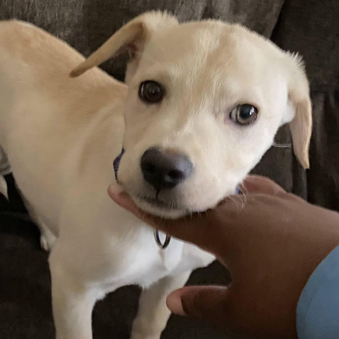 CREAM, Baby Male Yellow Labrador Retriever