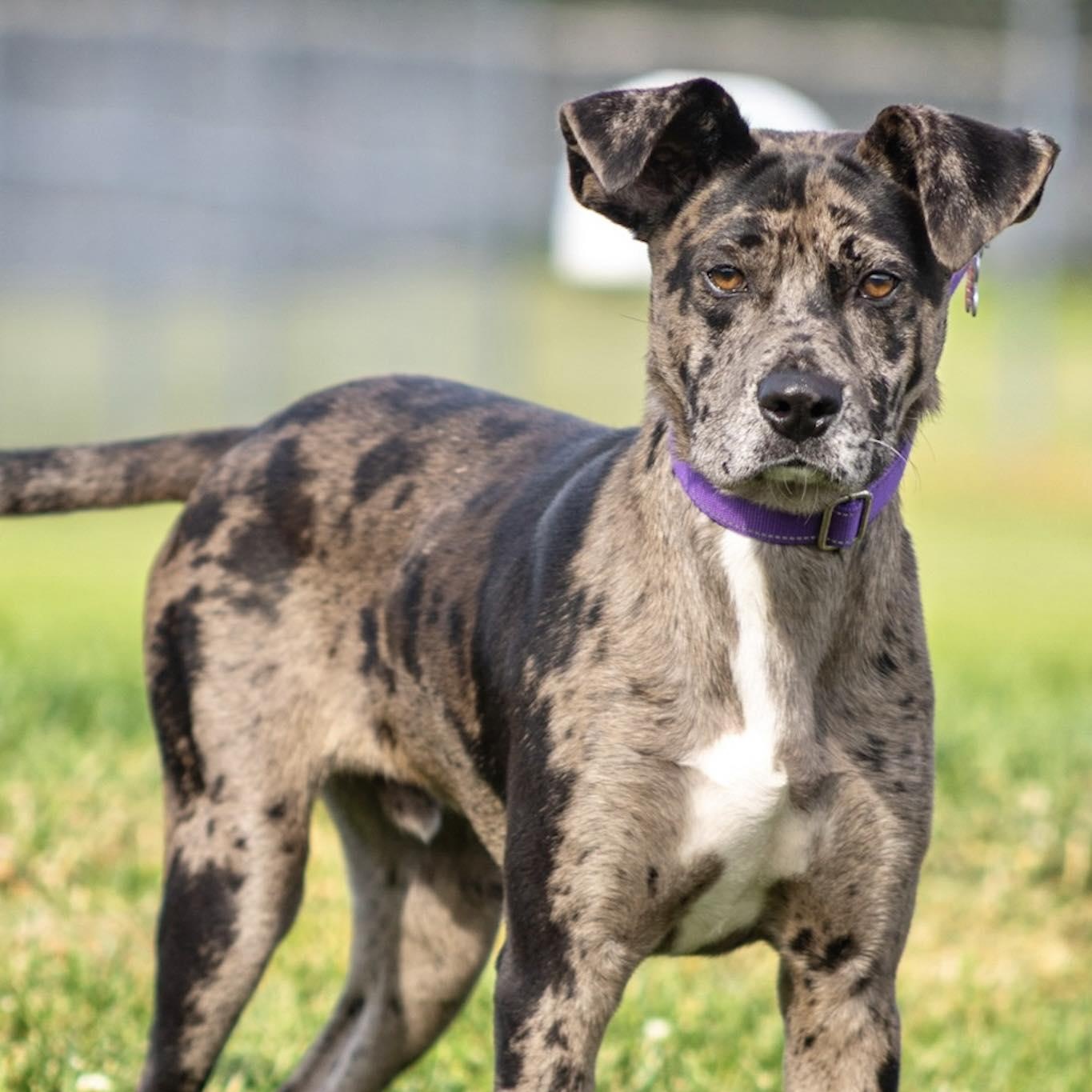 Bayou, ADOPTABLE, Puppy Male Catahoula Leopard Dog.