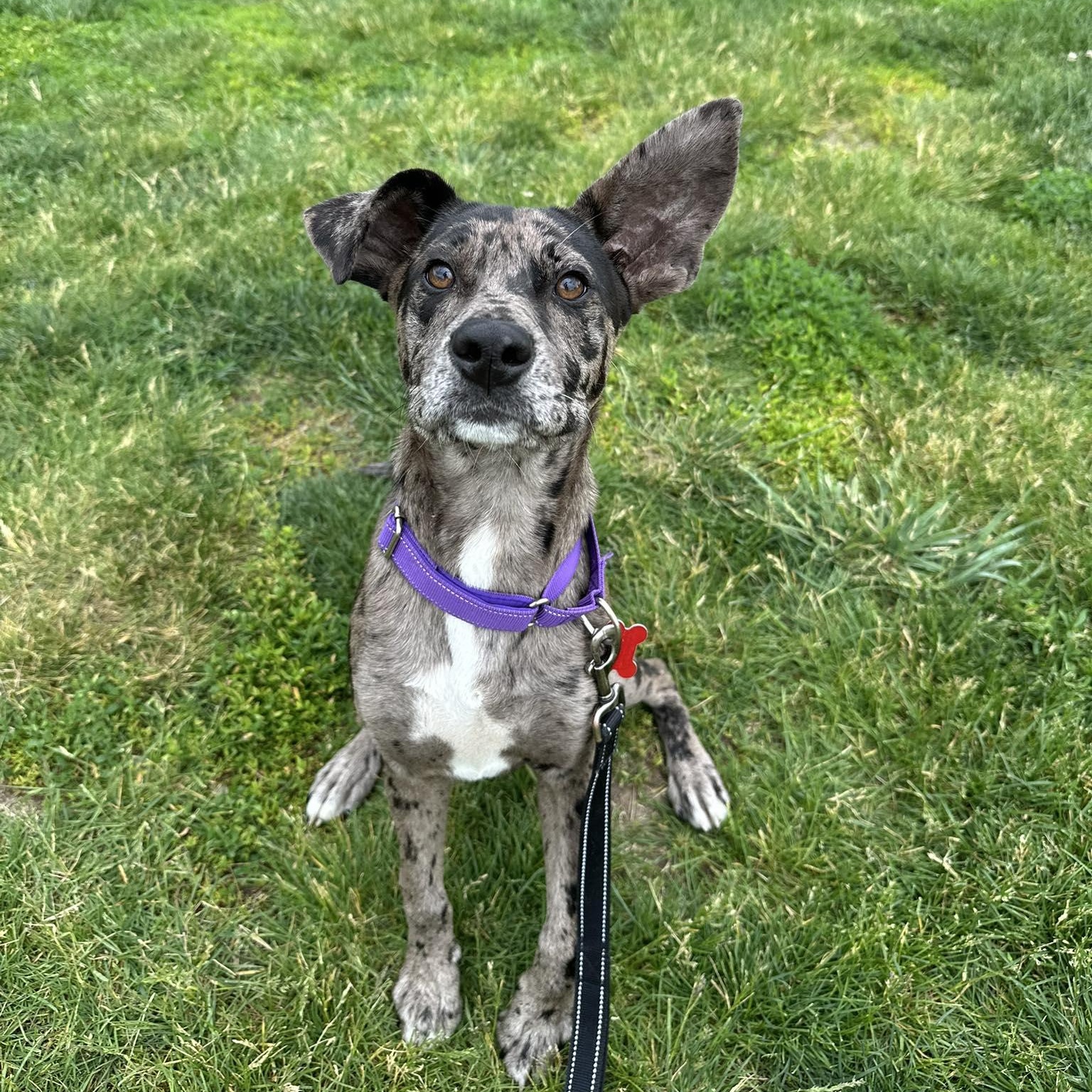 Bayou, a ADOPTABLE mixed breed in Valparaiso, IN image 2/2