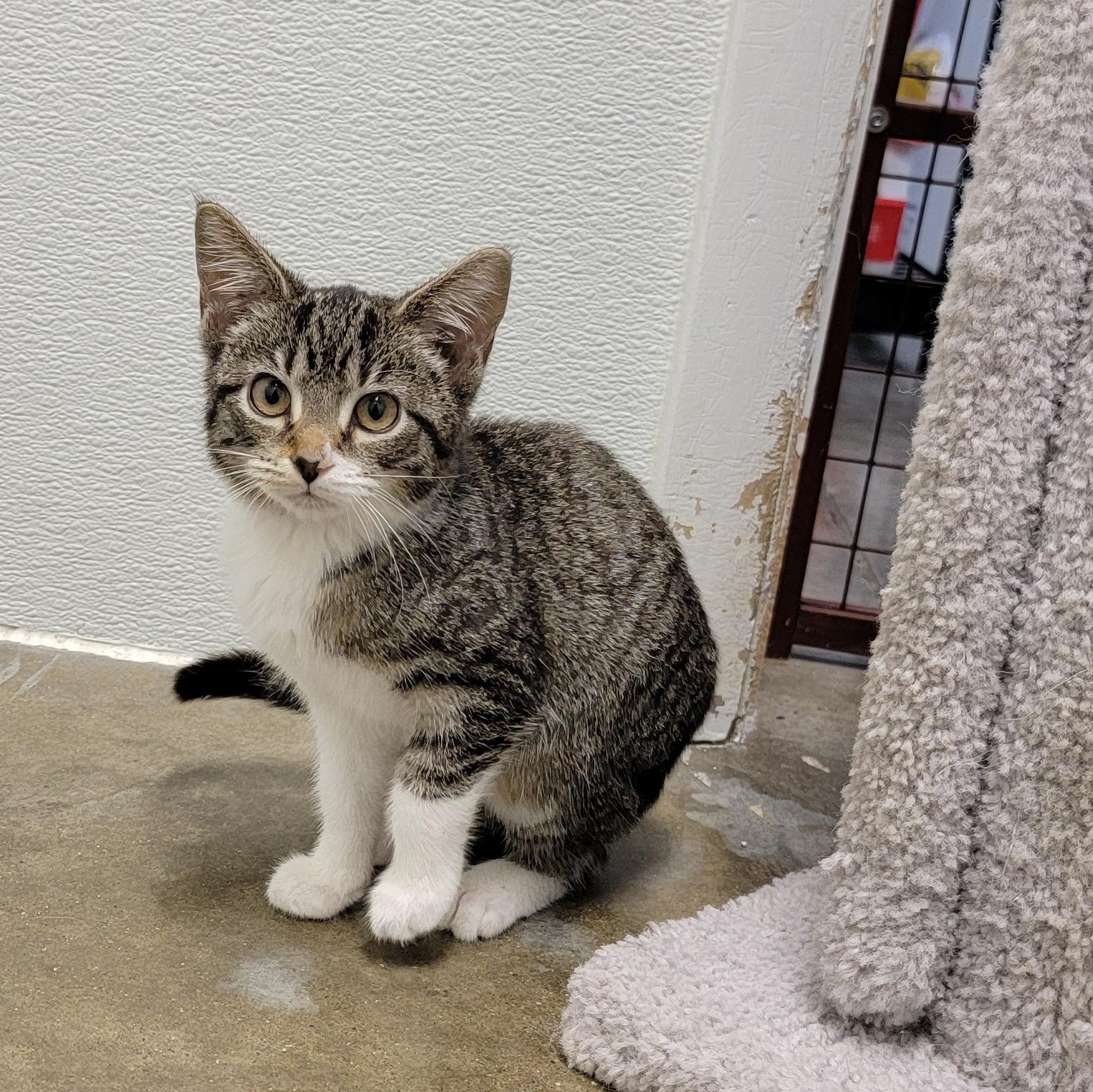 Enlarge SUGAR, a Adopted mixed breed in Wilmington, OH image 4/4