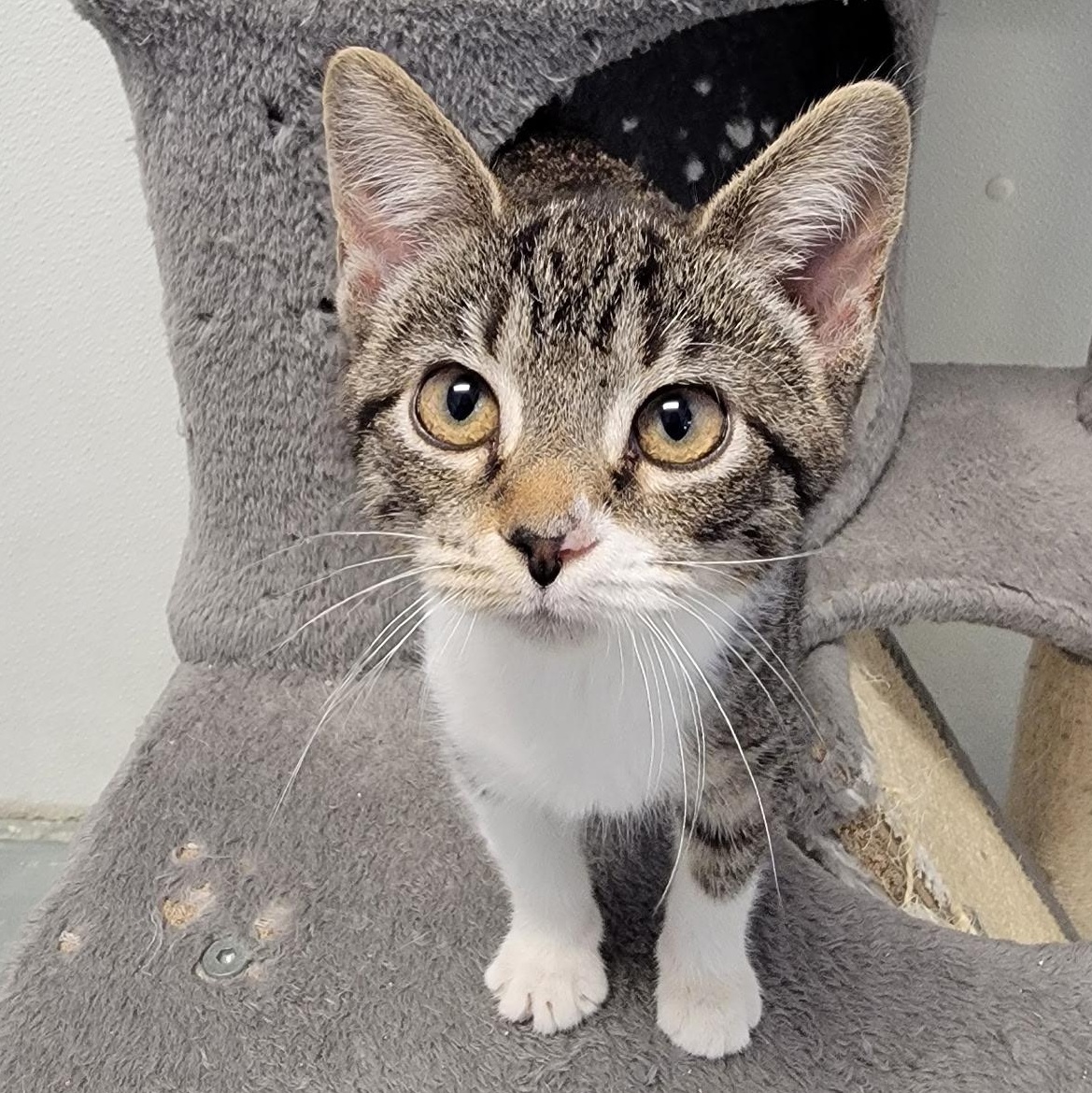 Enlarge SUGAR, a Adopted mixed breed in Wilmington, OH image 2/4