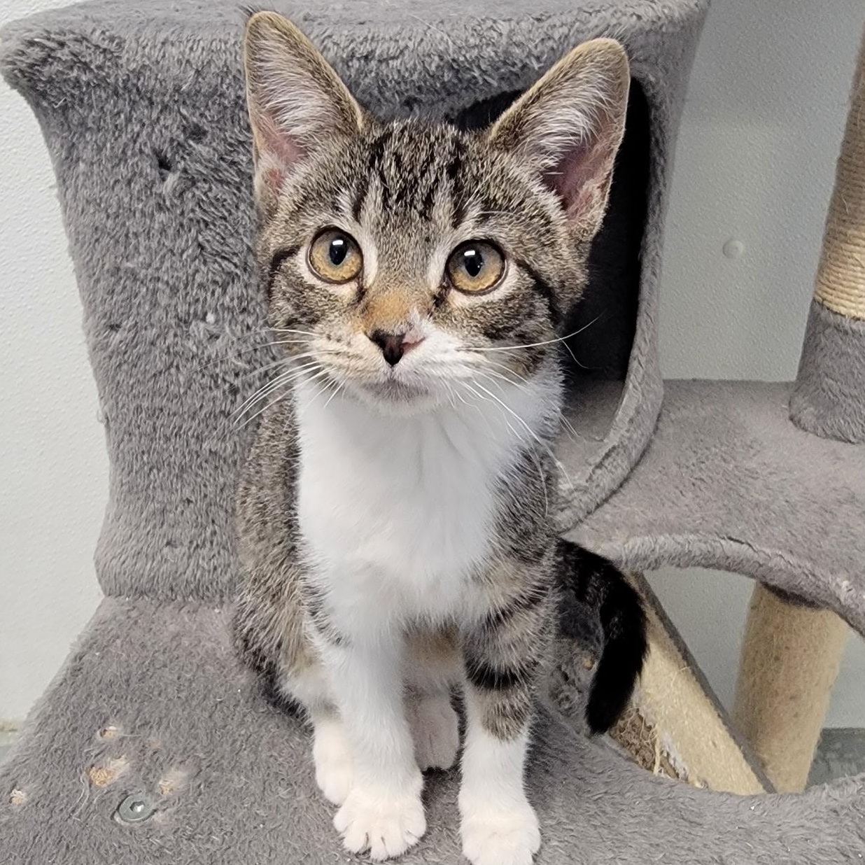 SUGAR, Adopted, Kitten Female Domestic Short Hair & Domestic Medium Hair.
