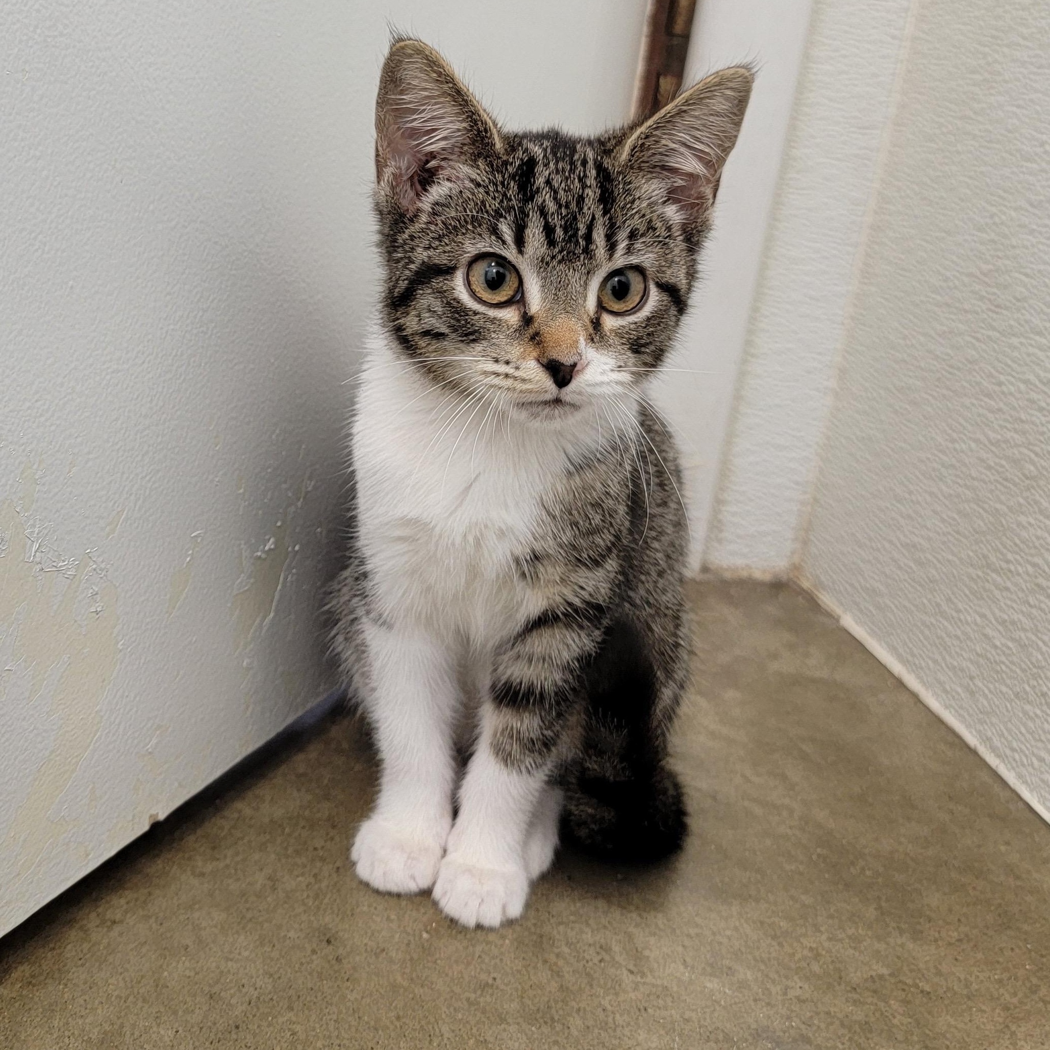 Enlarge SUGAR, a Adopted mixed breed in Wilmington, OH image 3/4