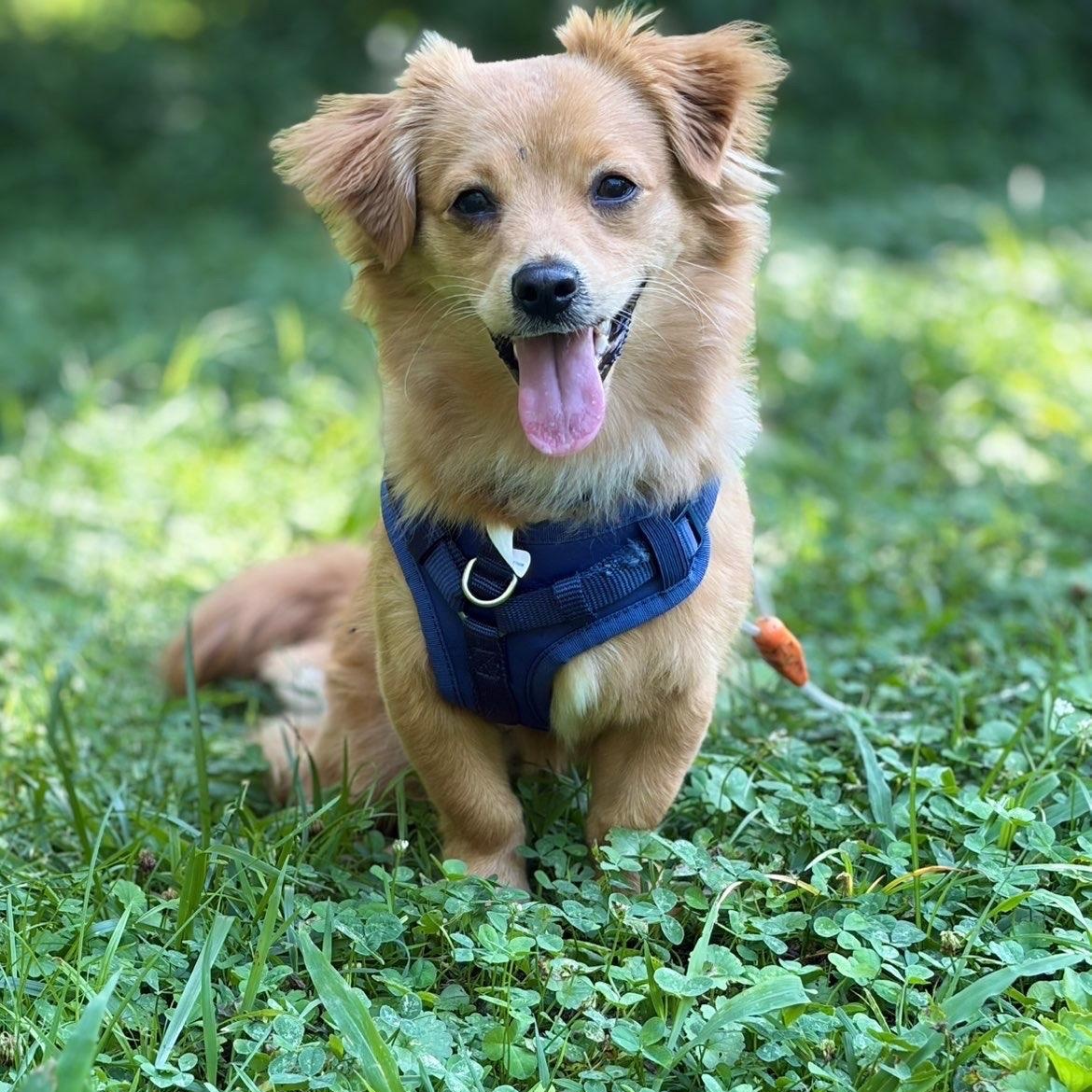Enlarge Julio, a Adopted mixed breed in McKenzie, TN image 1/4