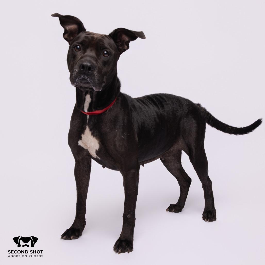 Enlarge Daisy, a Adoptable Terrier in Palm Springs, CA image 1/2