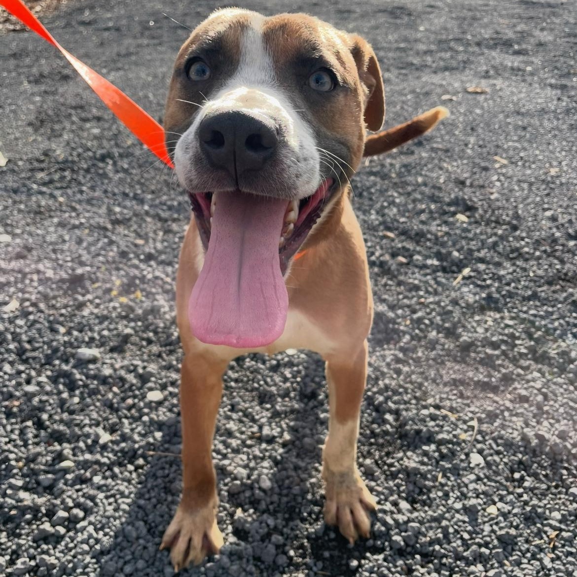 Enlarge Mojo Dojo, a Adoptable mixed breed in Alamo, TN image 2/3