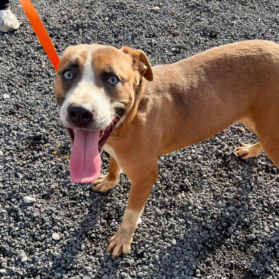 Enlarge Mojo Dojo, a Adoptable mixed breed in Alamo, TN image 1/3