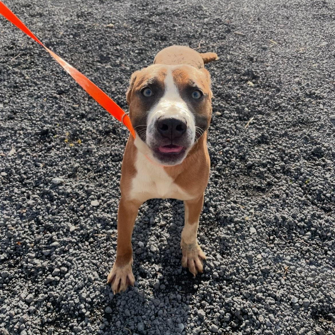Enlarge Mojo Dojo, a Adoptable mixed breed in Alamo, TN image 3/3