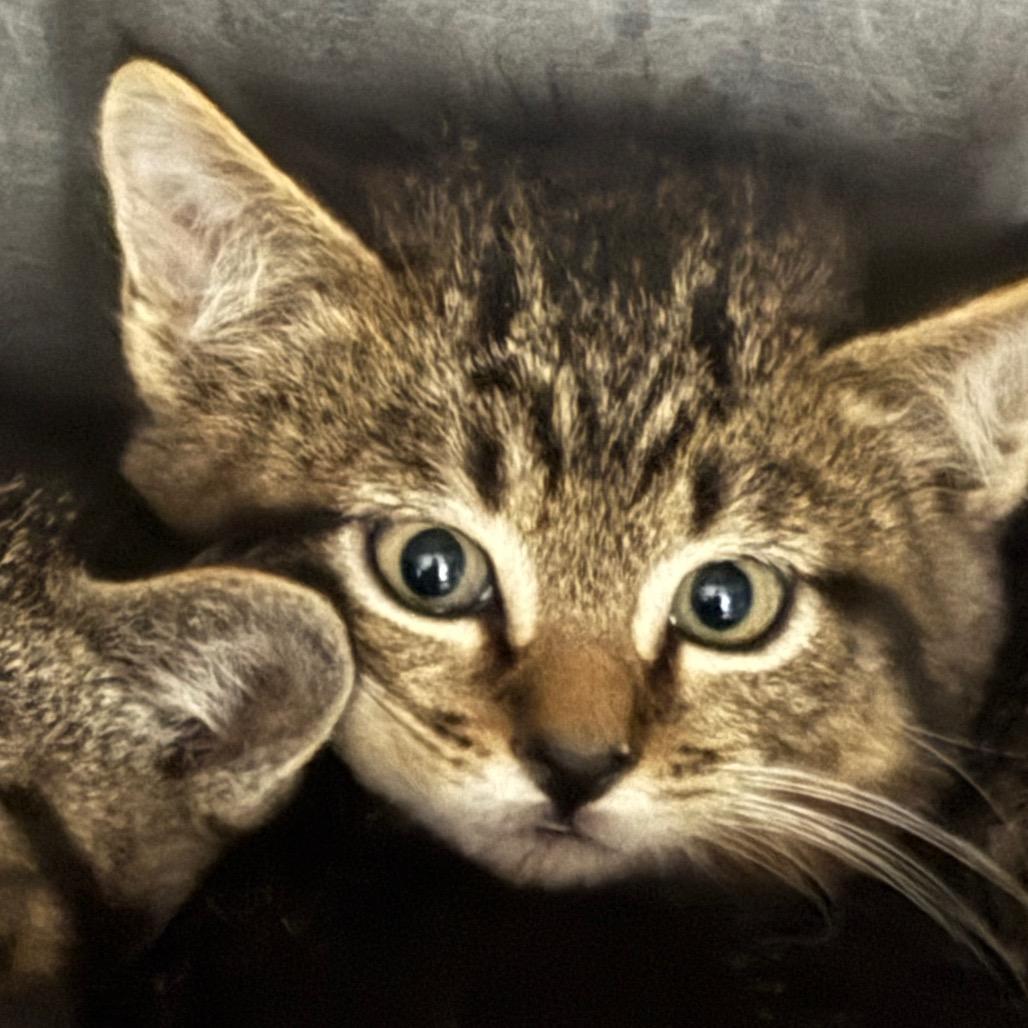 Enlarge Scout, a Adoptable Domestic Short Hair in Clanton, AL image 1/2