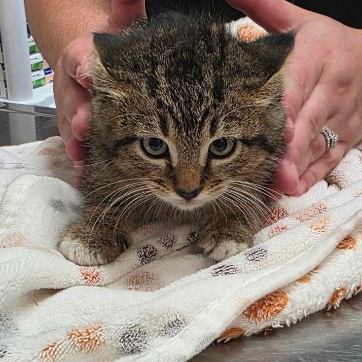 Enlarge Scout, a Adoptable Domestic Short Hair in Clanton, AL image 2/2