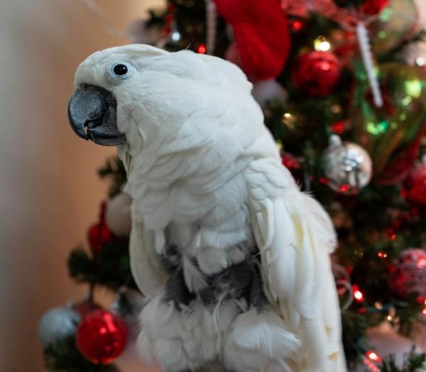 Fred N, Adoptable, Senior Male Cockatoo.