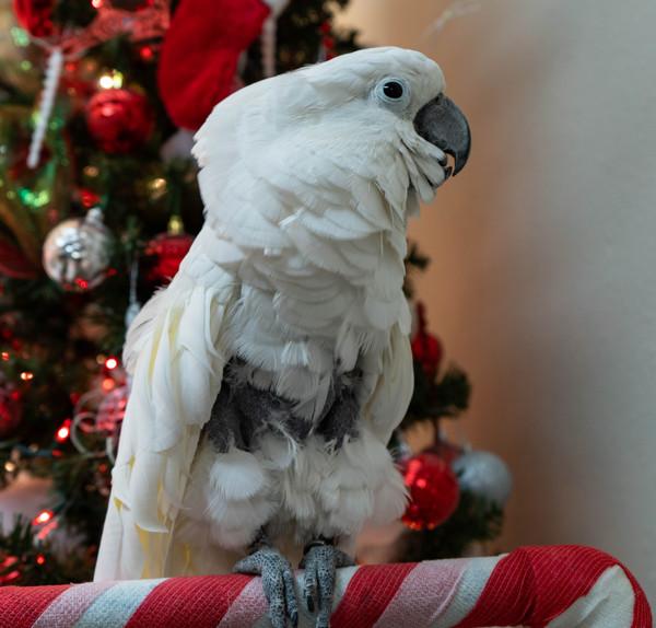 Enlarge Fred N, a Adoptable Cockatoo in Elizabeth, CO image 2/6