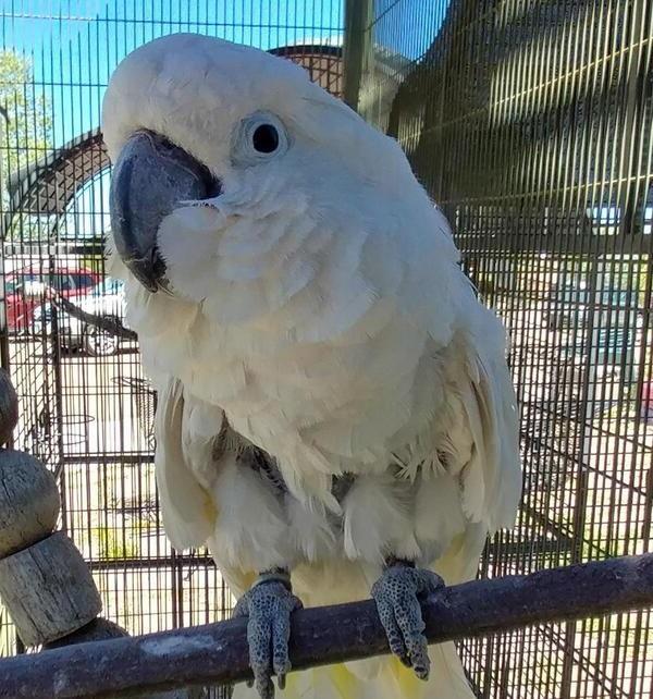 Enlarge Fred N, a Adoptable Cockatoo in Elizabeth, CO image 3/6