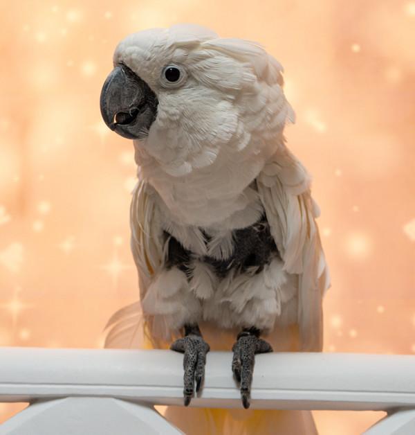 Enlarge Fred N, a Adoptable Cockatoo in Elizabeth, CO image 4/6