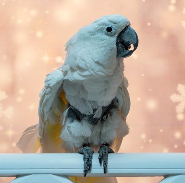 Enlarge Fred N, a Adoptable Cockatoo in Elizabeth, CO image 6/6