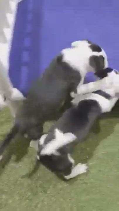 Enlarge Anna, a Adopted mixed breed video 6/11