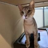 Enlarge Bread Basket, a Adoptable mixed breed in Dubuque, IA image 2/2