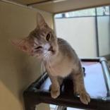 Bread Basket, Adoptable, Young Female Domestic Short Hair.